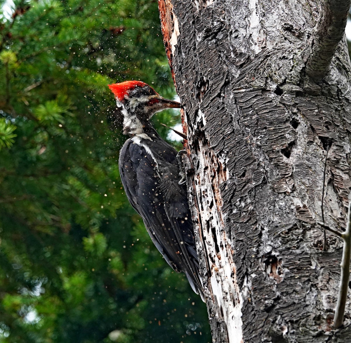 Pileated Woodpecker - ML622531916