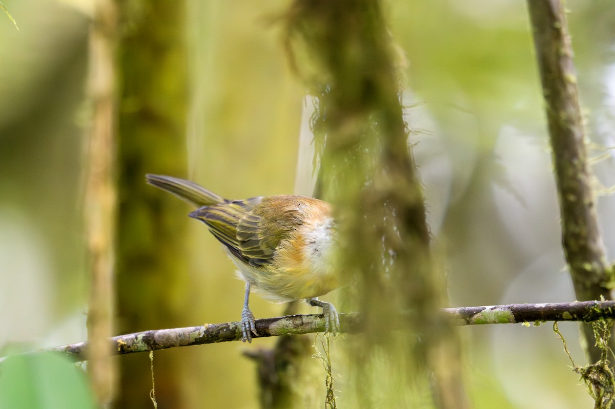 Rufous-naped Greenlet - ML622531921