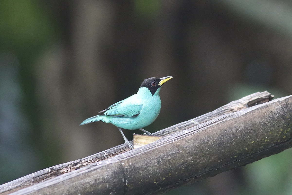 Green Honeycreeper - ML622531931