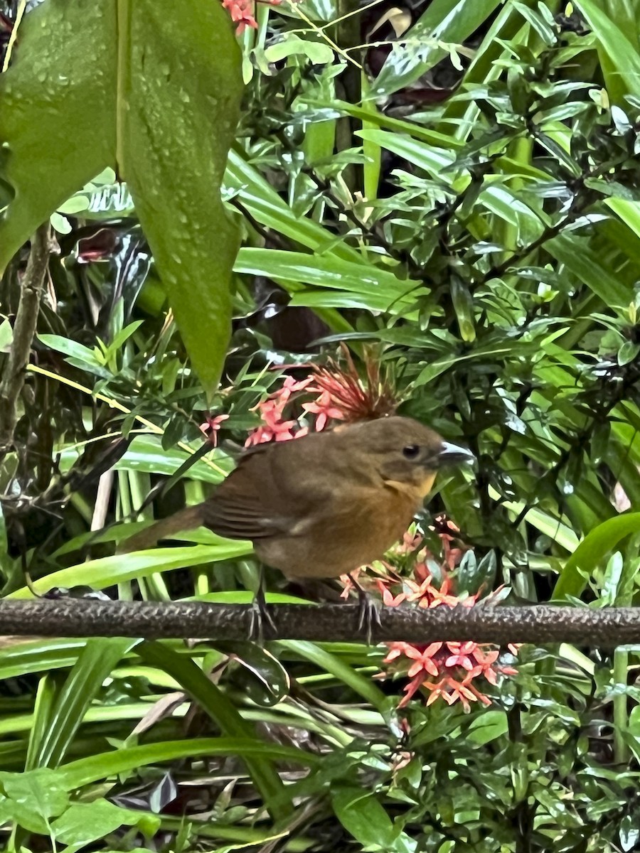 Red-throated Ant-Tanager - ML622531990