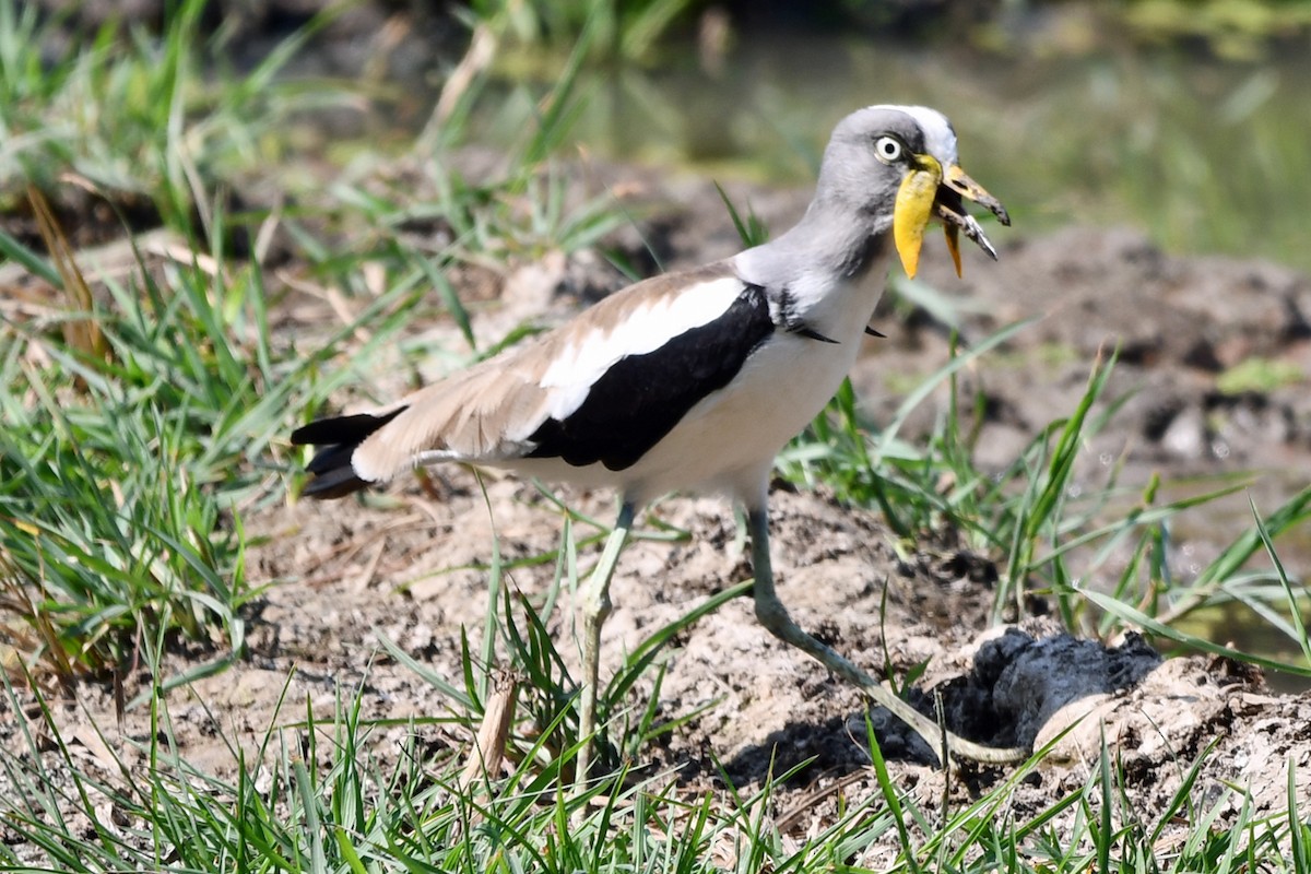 White-crowned Lapwing - Steve Hawes