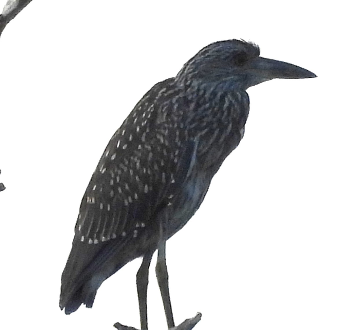 Yellow-crowned Night Heron (Yellow-crowned) - ML622532052