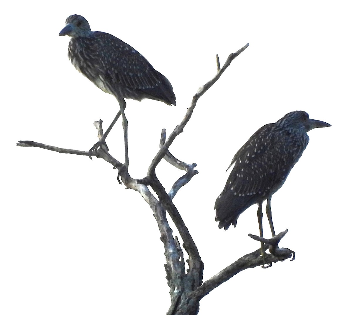 Yellow-crowned Night Heron (Yellow-crowned) - ML622532056