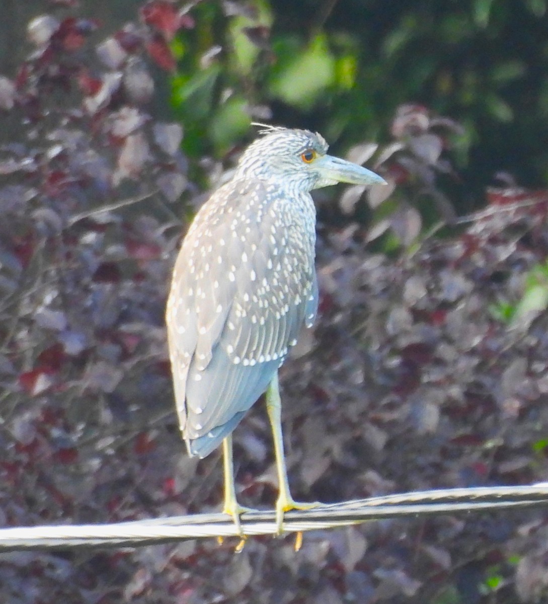 Yellow-crowned Night Heron (Yellow-crowned) - ML622532064