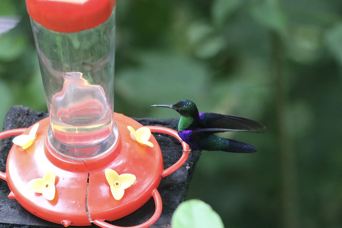 Crowned Woodnymph (Green-crowned) - ML622532079