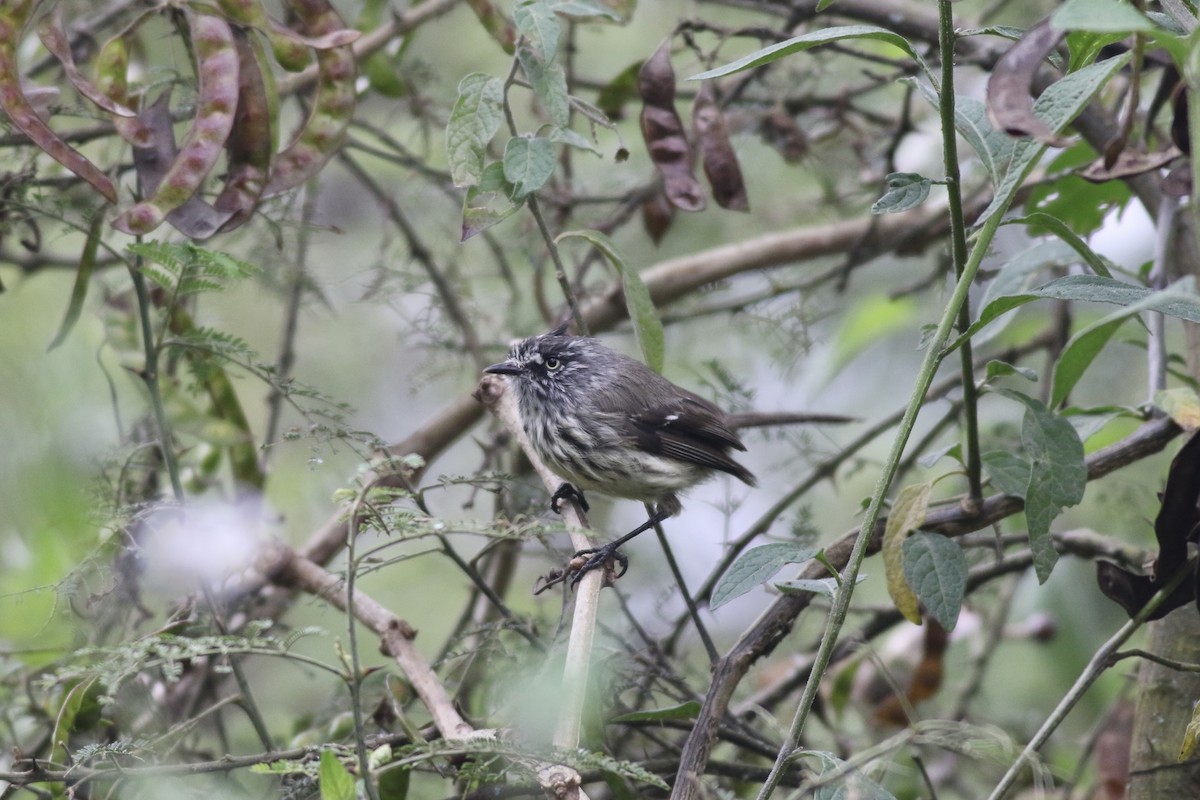 Tufted Tit-Tyrant - ML622532179