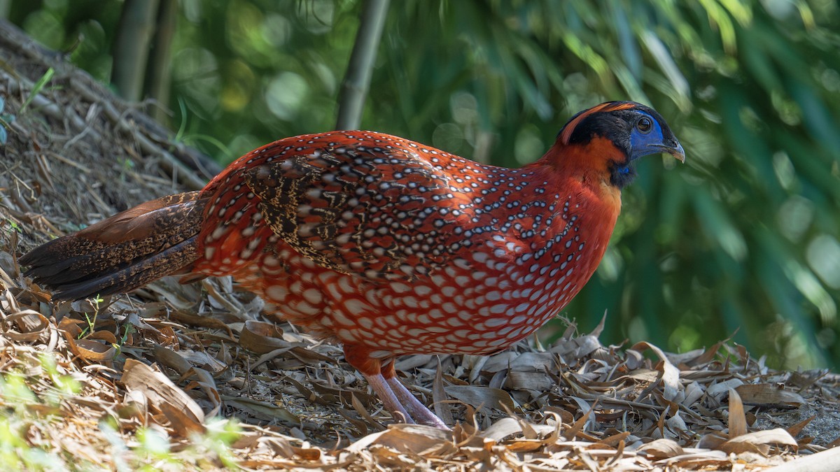 Temminck's Tragopan - ML622532218