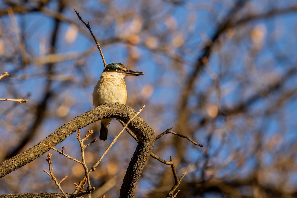 Sacred Kingfisher - ML622532220