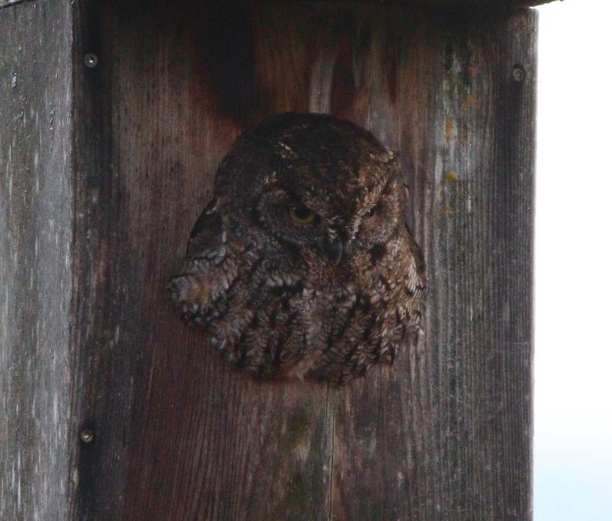 Western Screech-Owl - ML622532235