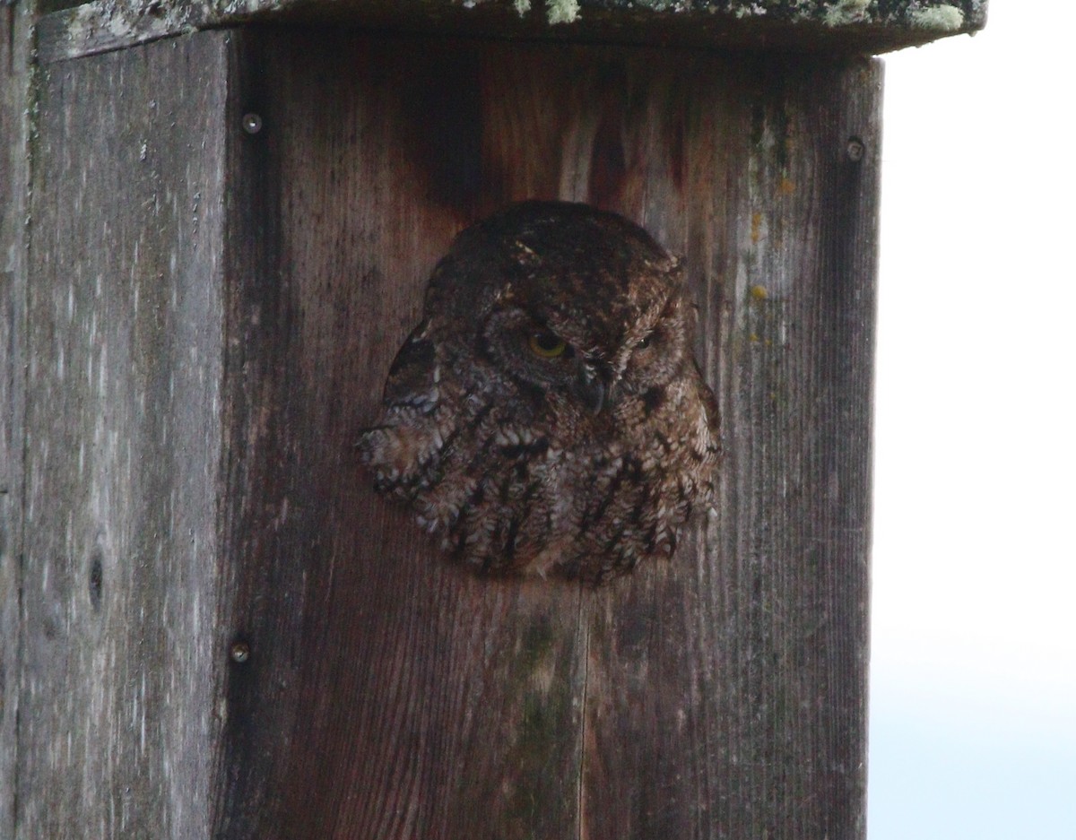 Western Screech-Owl - ML622532236