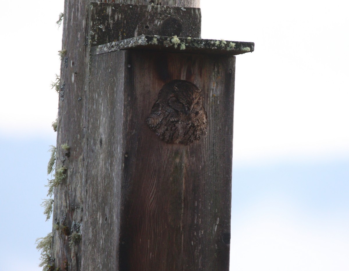 Western Screech-Owl - ML622532237