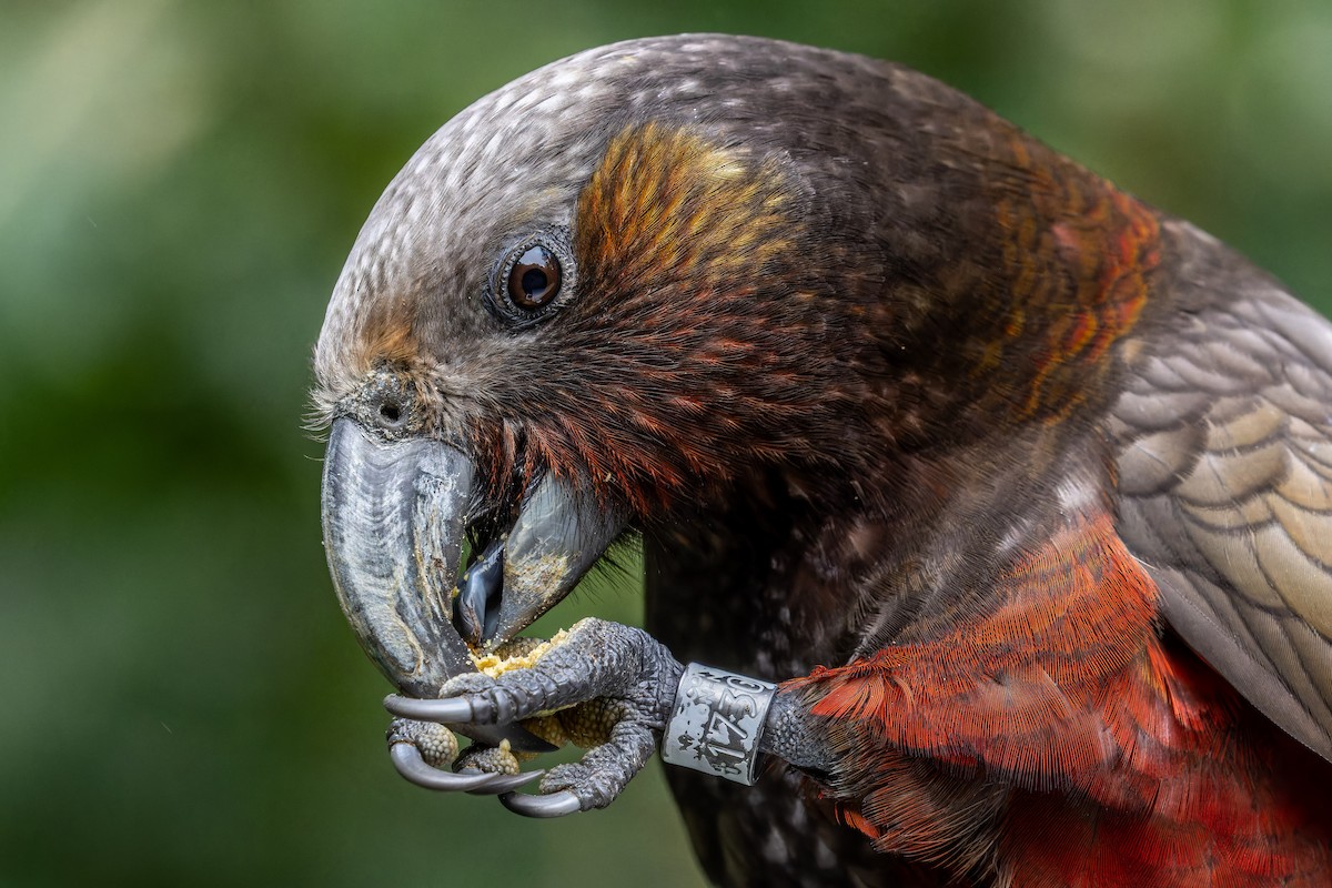 New Zealand Kaka - ML622532257