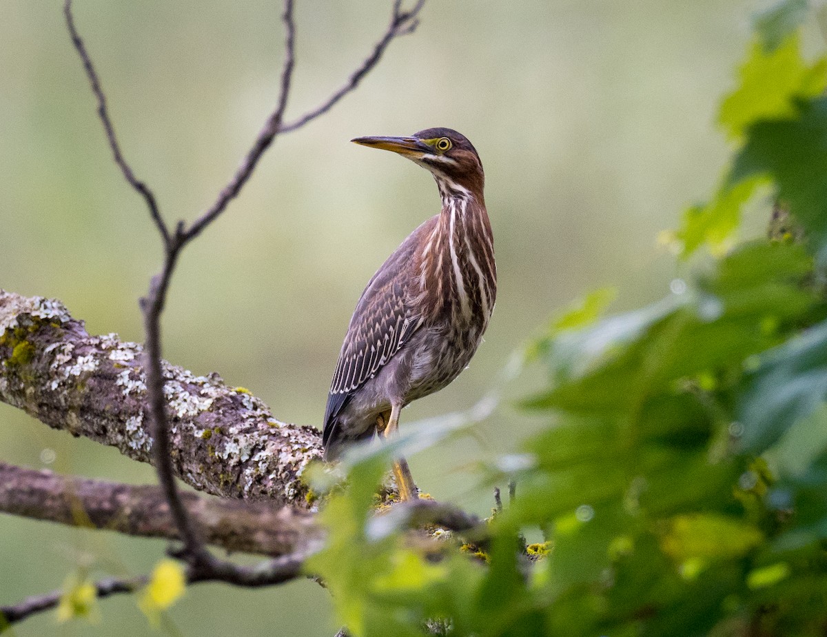 Green Heron - ML622532273