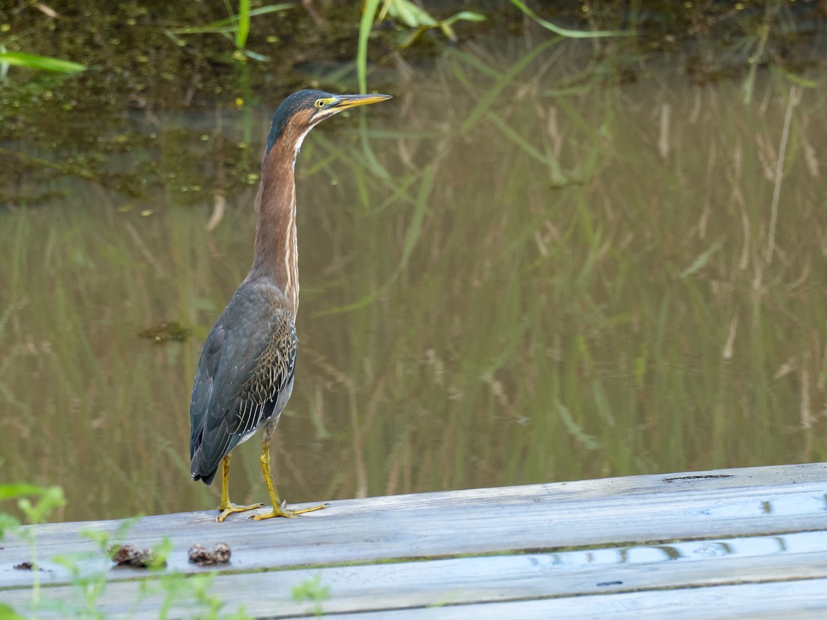 Green Heron - ML622532274