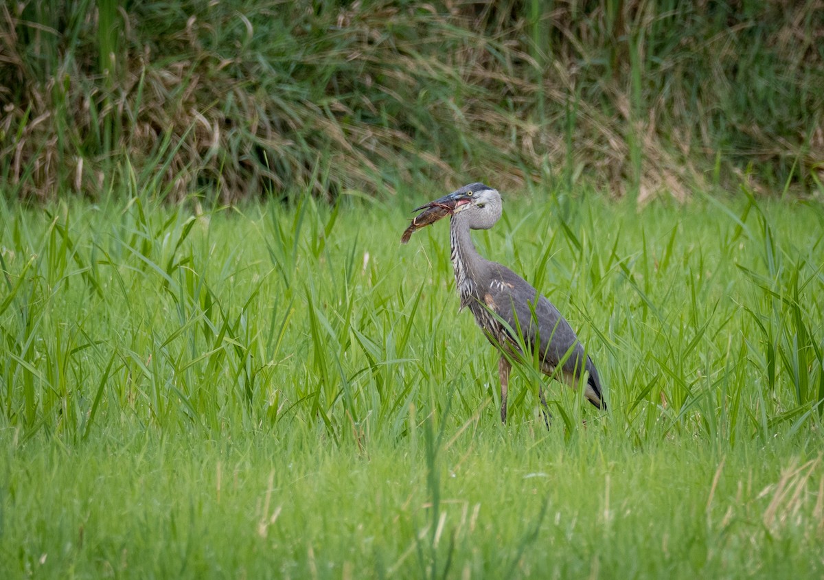 Great Blue Heron - ML622532278