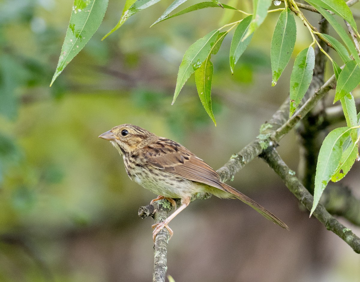 Song Sparrow - ML622532279