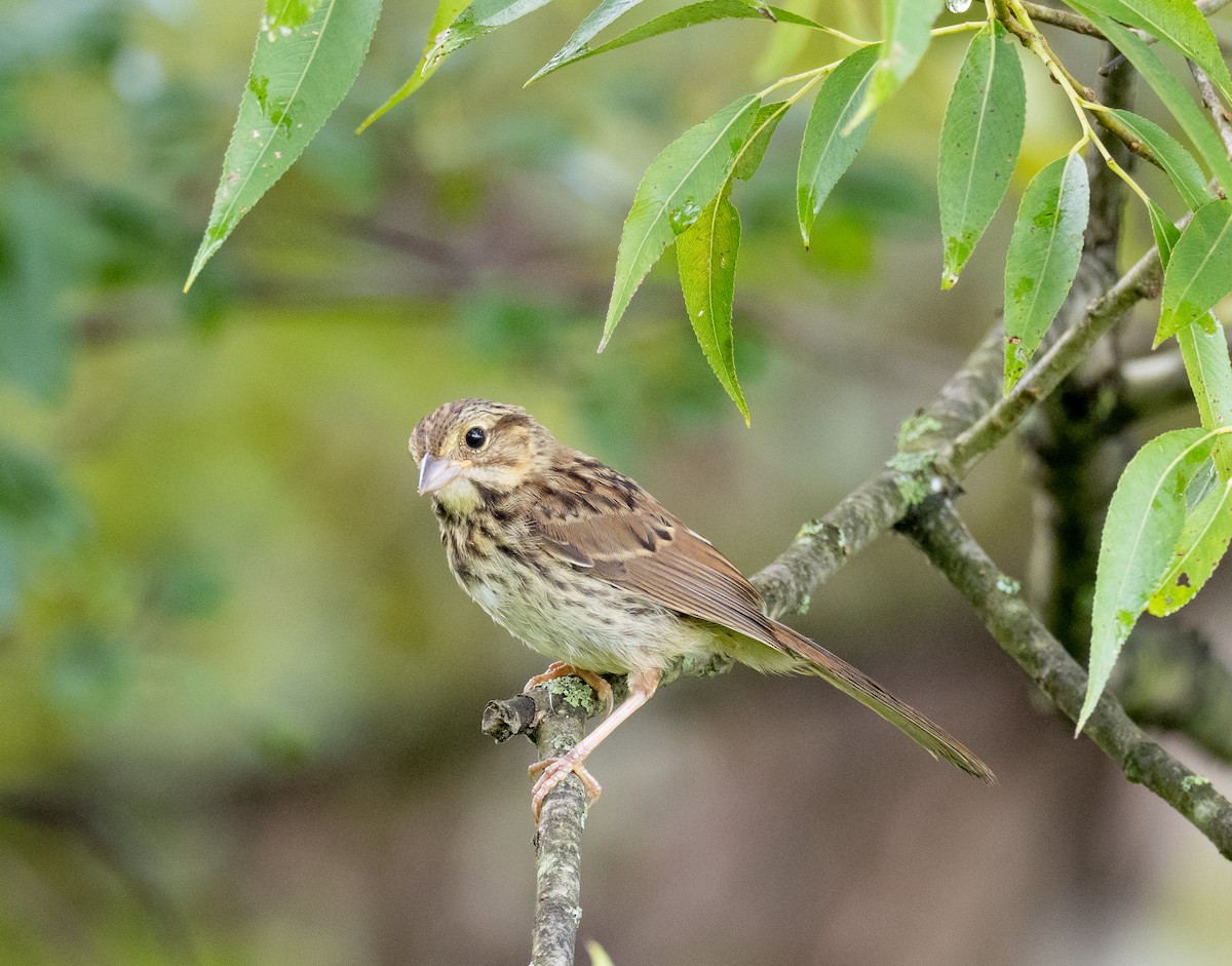 Song Sparrow - ML622532280