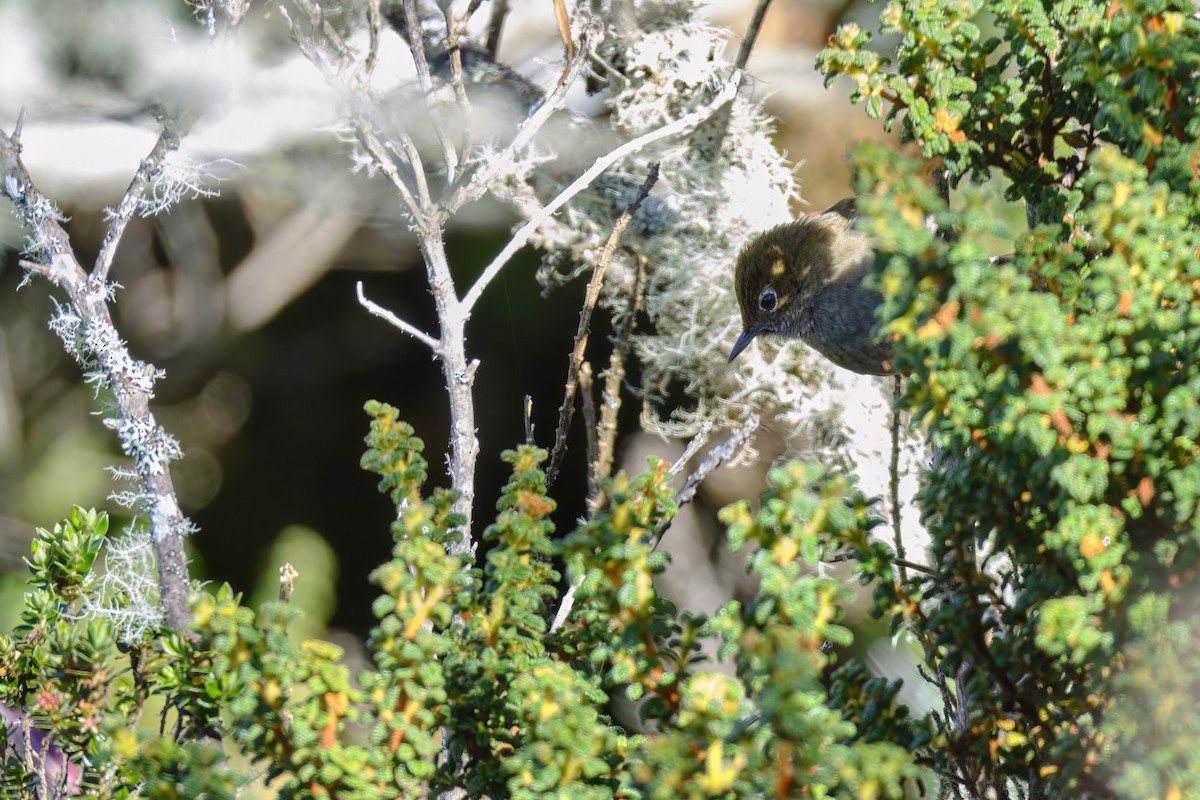 Eye-ringed Thistletail - ML622532298