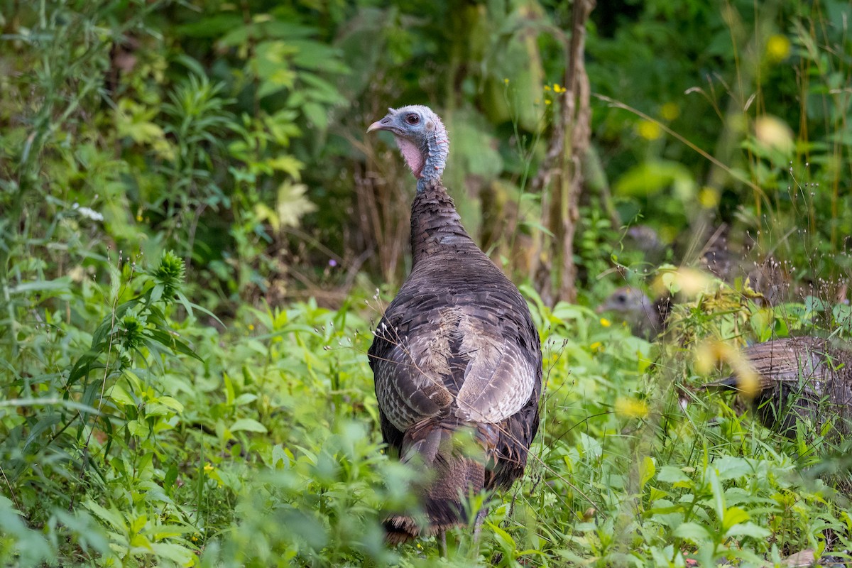 Wild Turkey - ML622532299