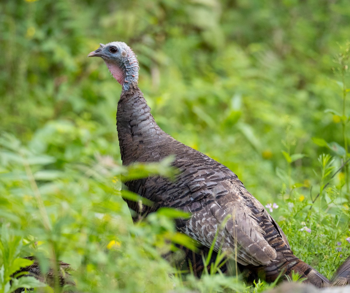 Wild Turkey - ML622532300