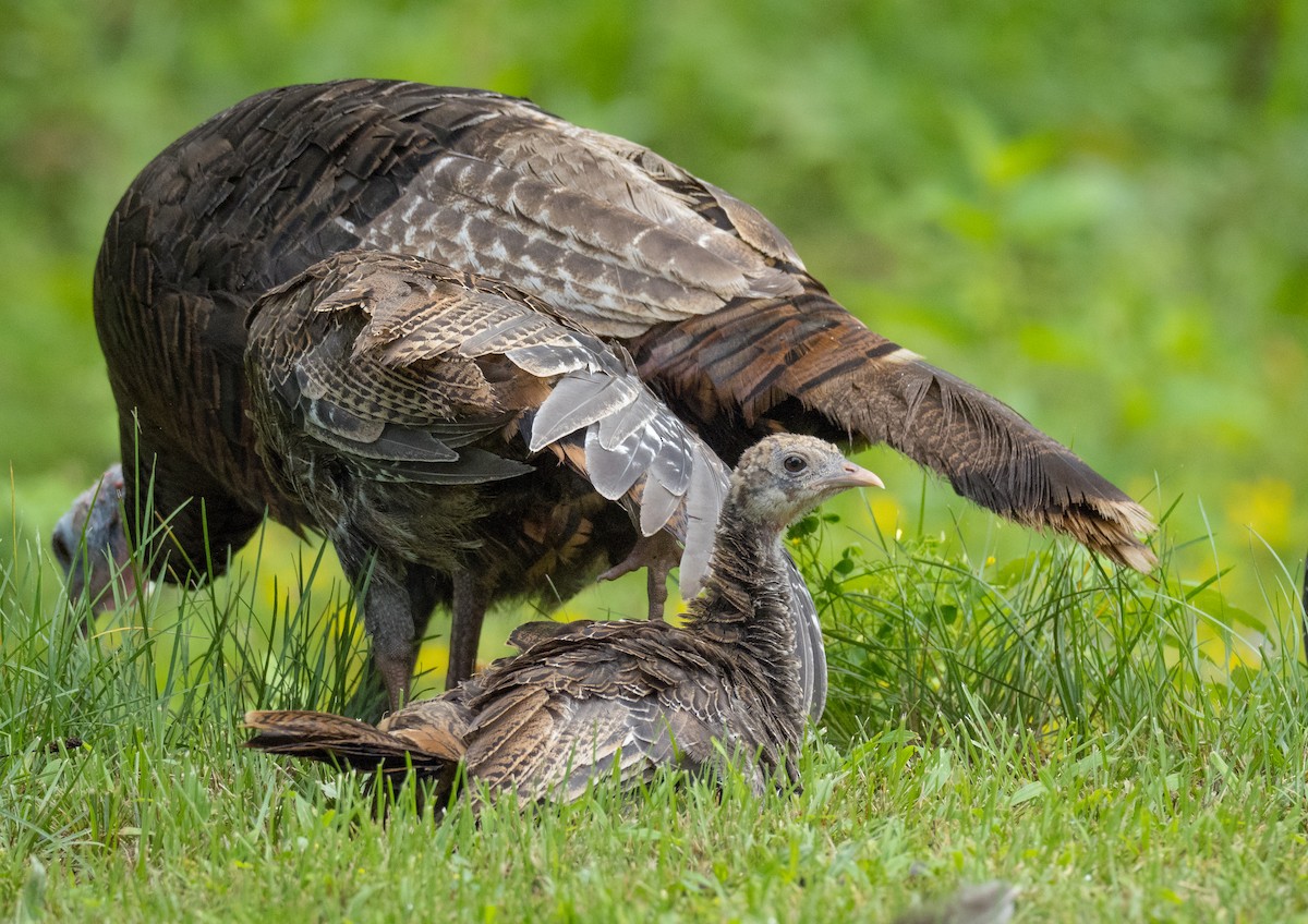 Wild Turkey - ML622532301