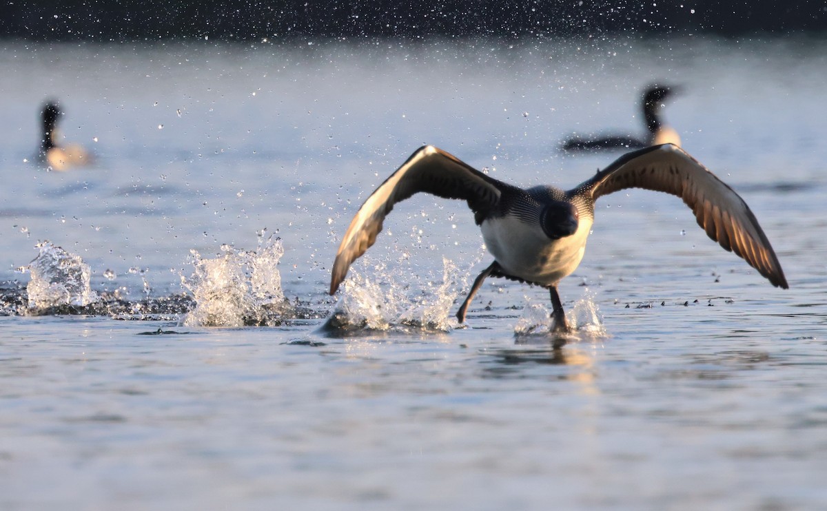 Common Loon - ML622532304