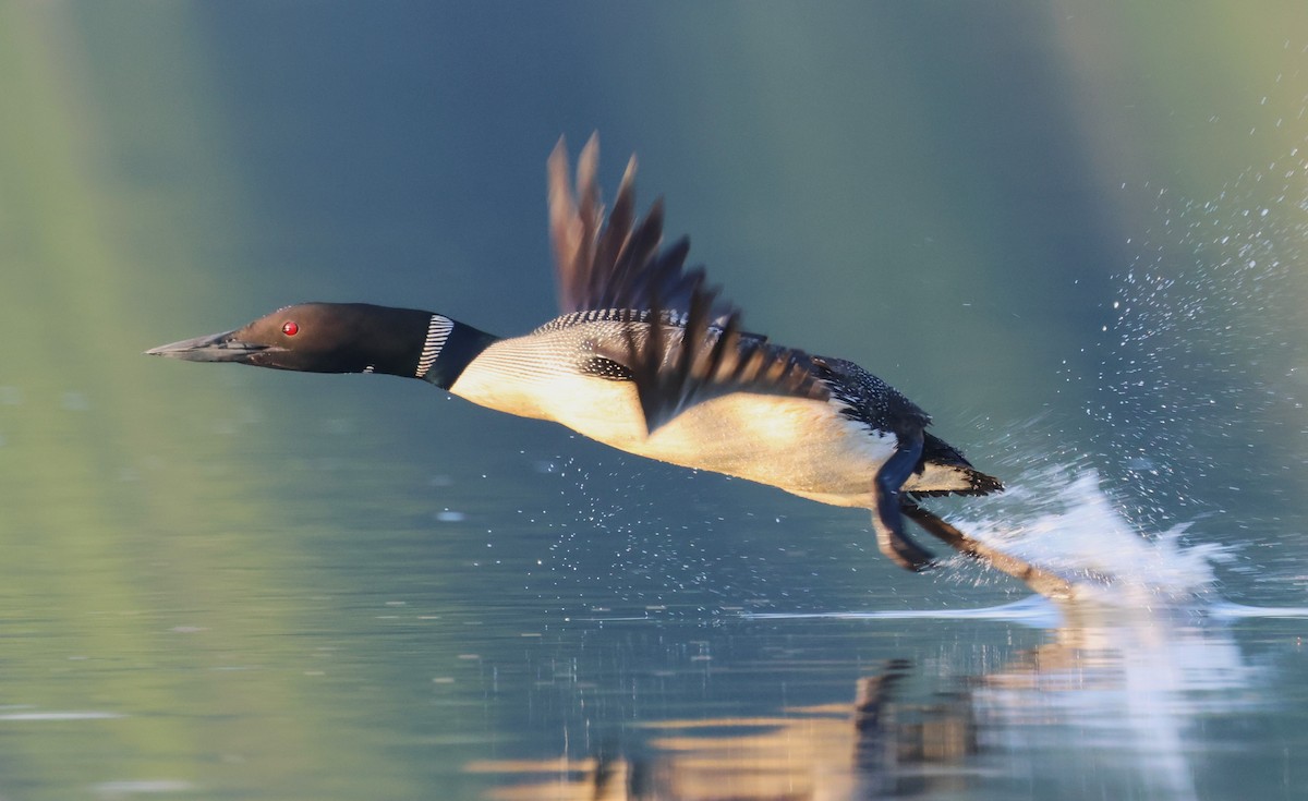 Common Loon - ML622532305