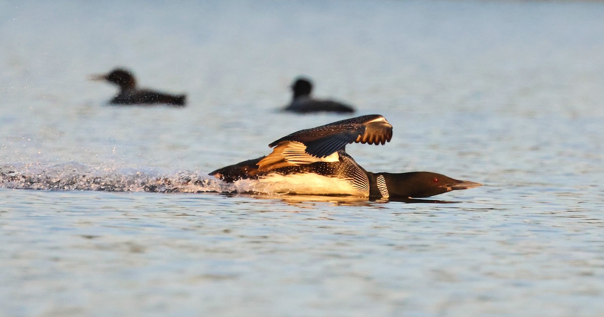 Common Loon - ML622532306