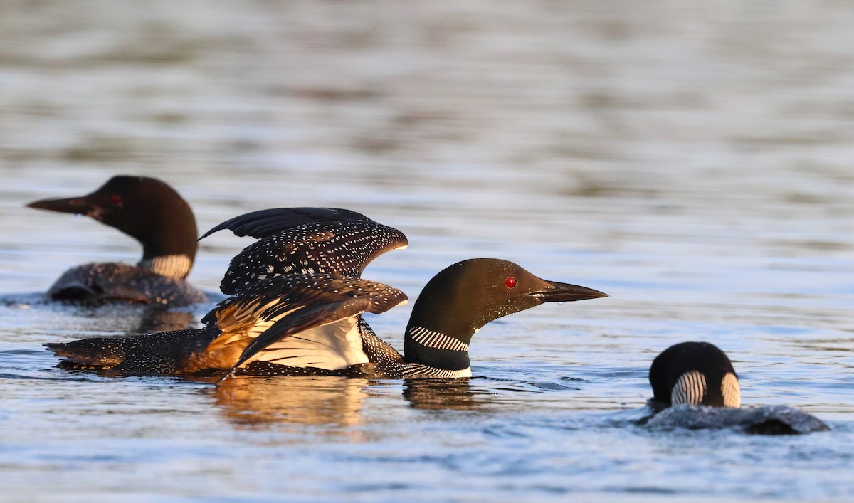 Common Loon - ML622532307