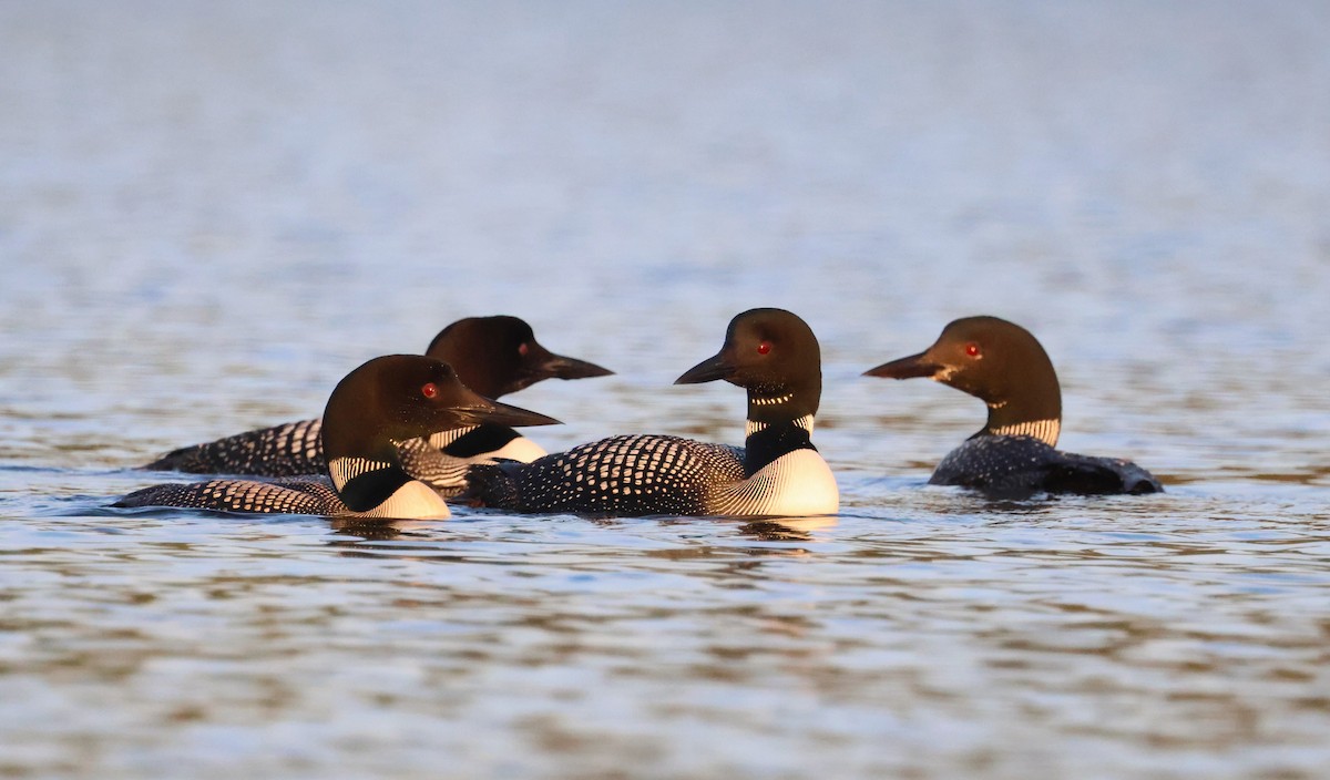 Common Loon - ML622532308