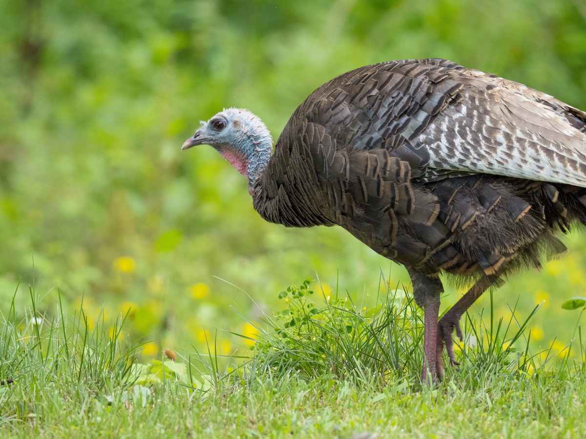 Wild Turkey - ML622532319