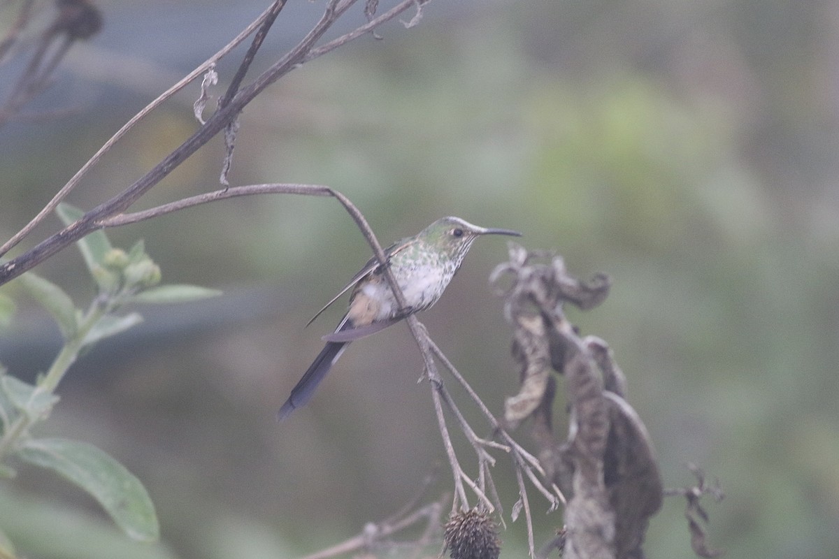 Black-tailed Trainbearer - ML622532338