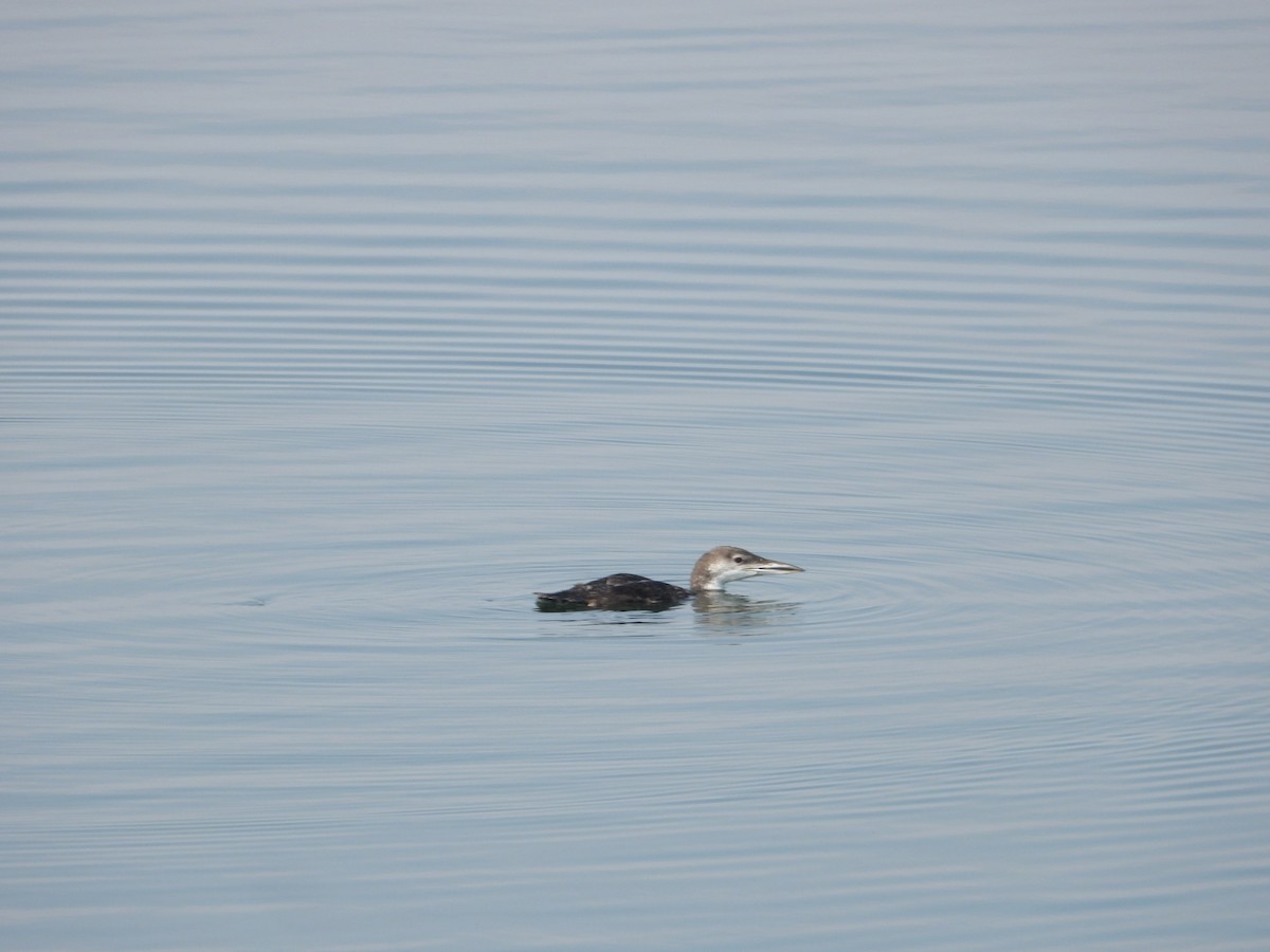 Common Loon - TWS CWB