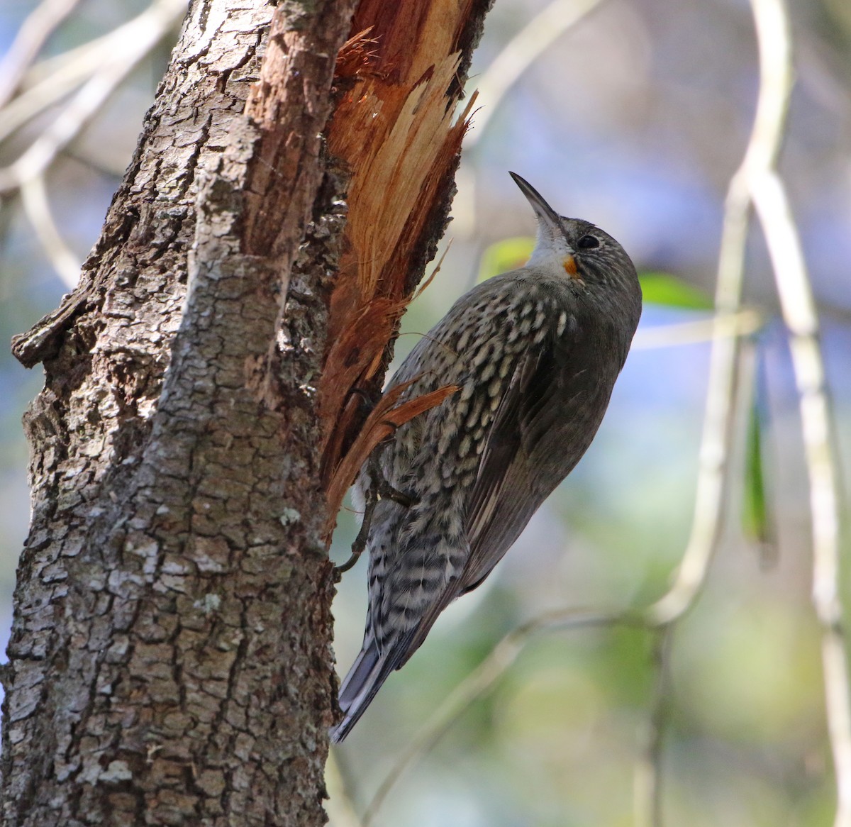 White-throated Treecreeper - Julie Sarna