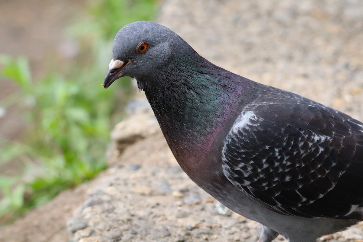 Rock Pigeon (Feral Pigeon) - ML622532521