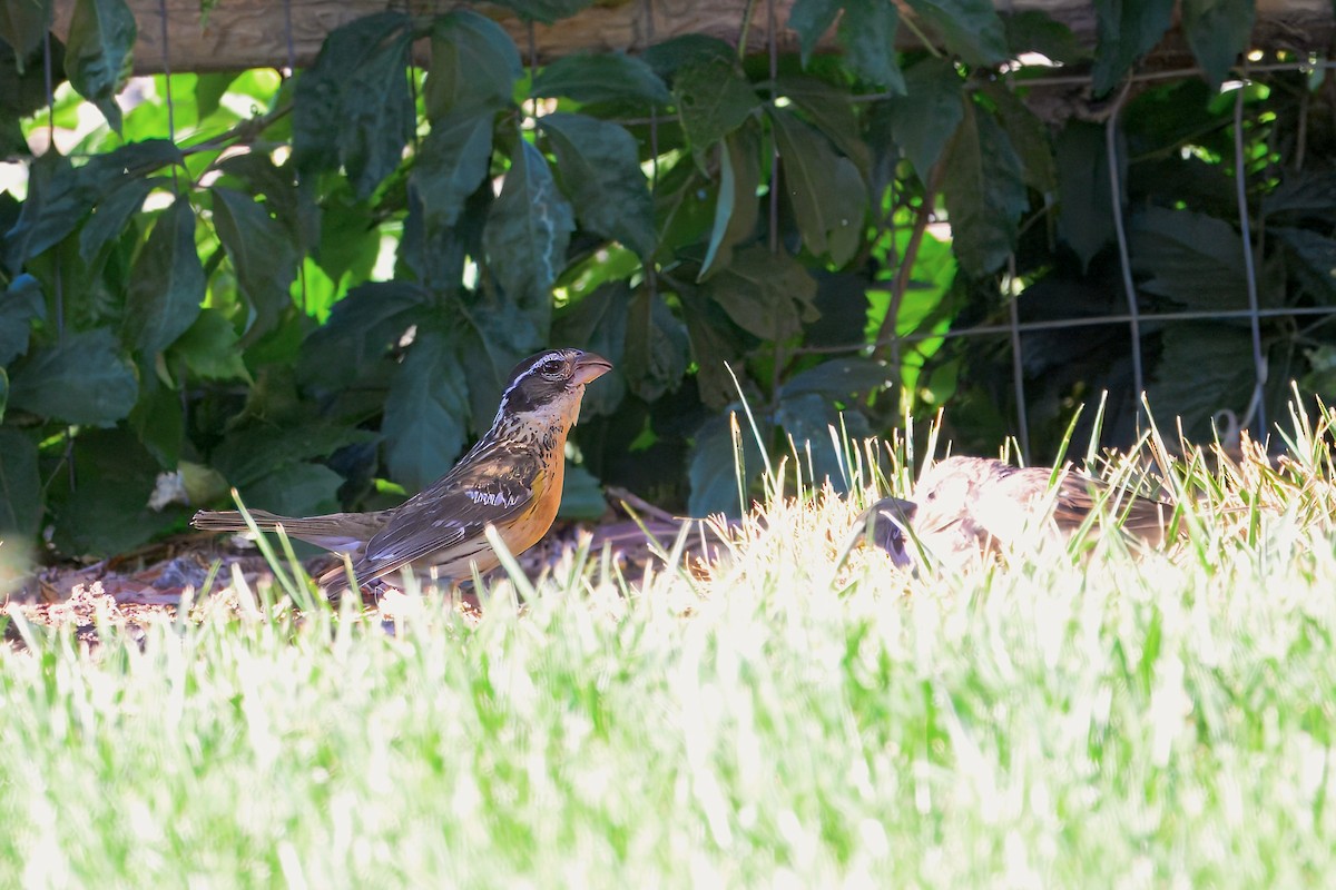 Black-headed Grosbeak - ML622532606