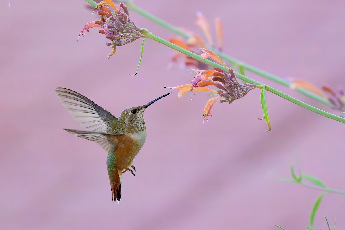 Rufous Hummingbird - ML622532609