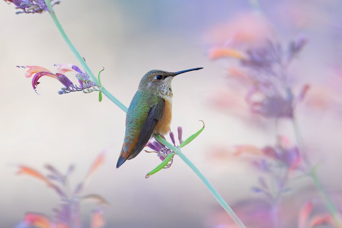 Rufous Hummingbird - ML622532610