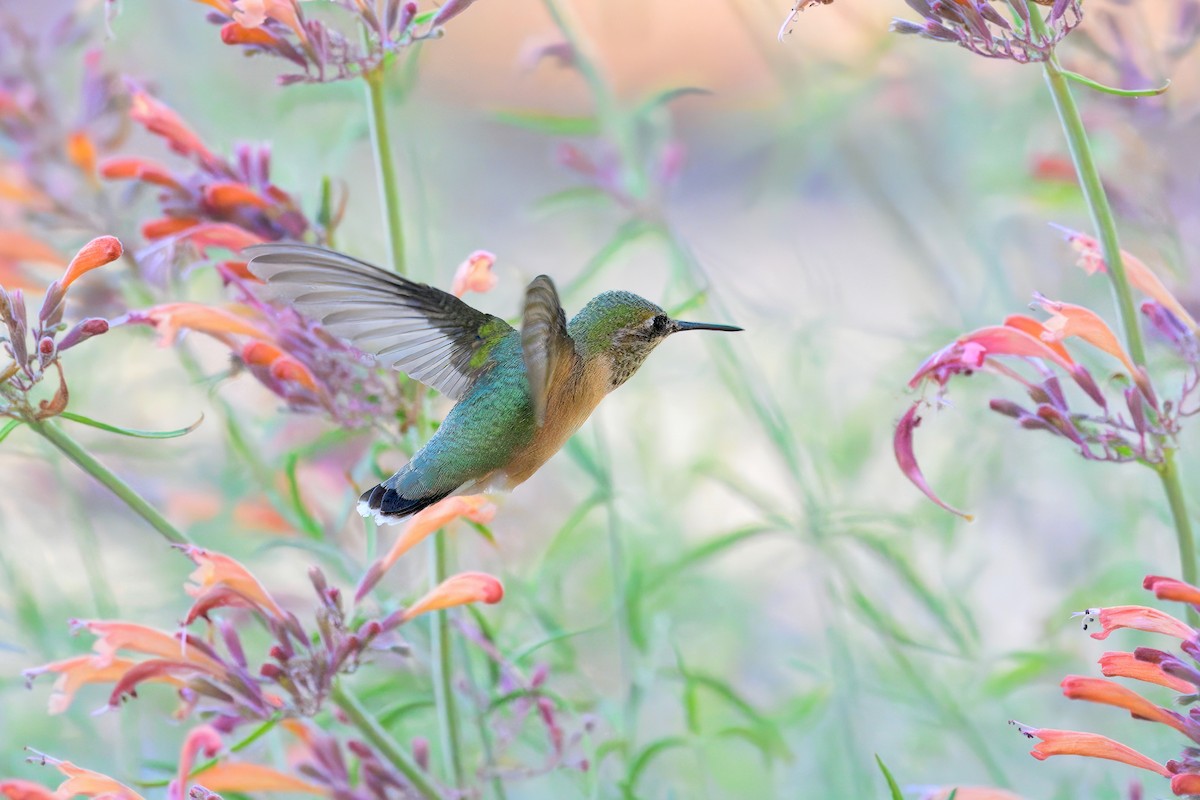 Calliope Hummingbird - ML622532613