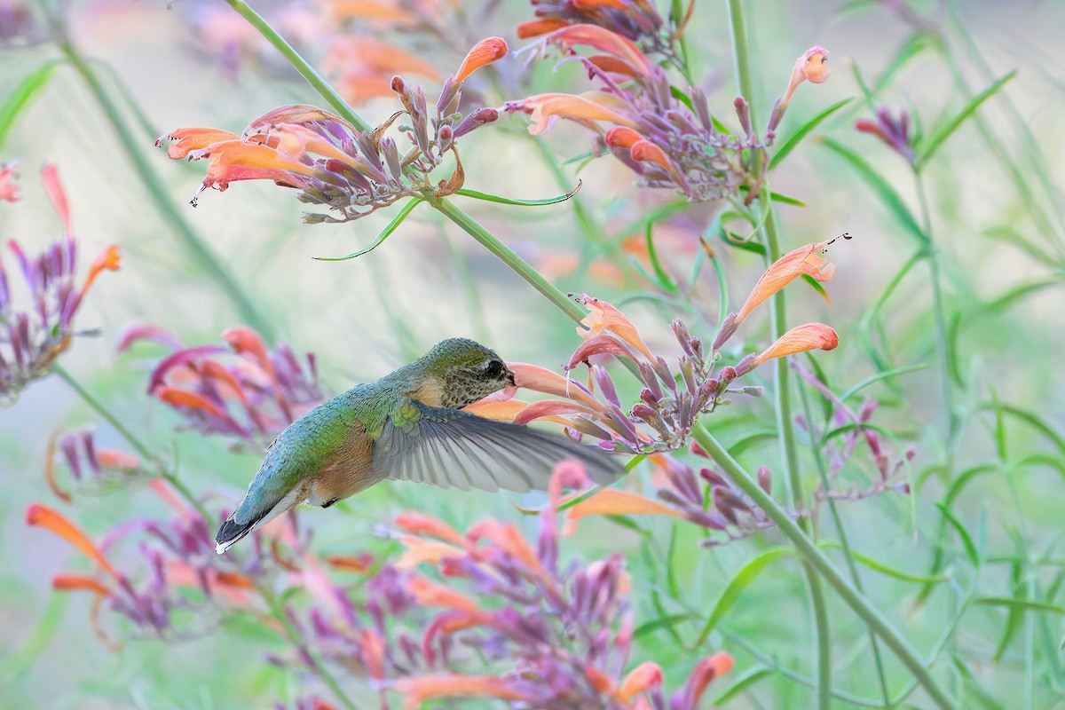 Calliope Hummingbird - ML622532614