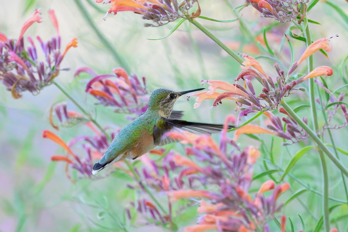 Calliope Hummingbird - ML622532615