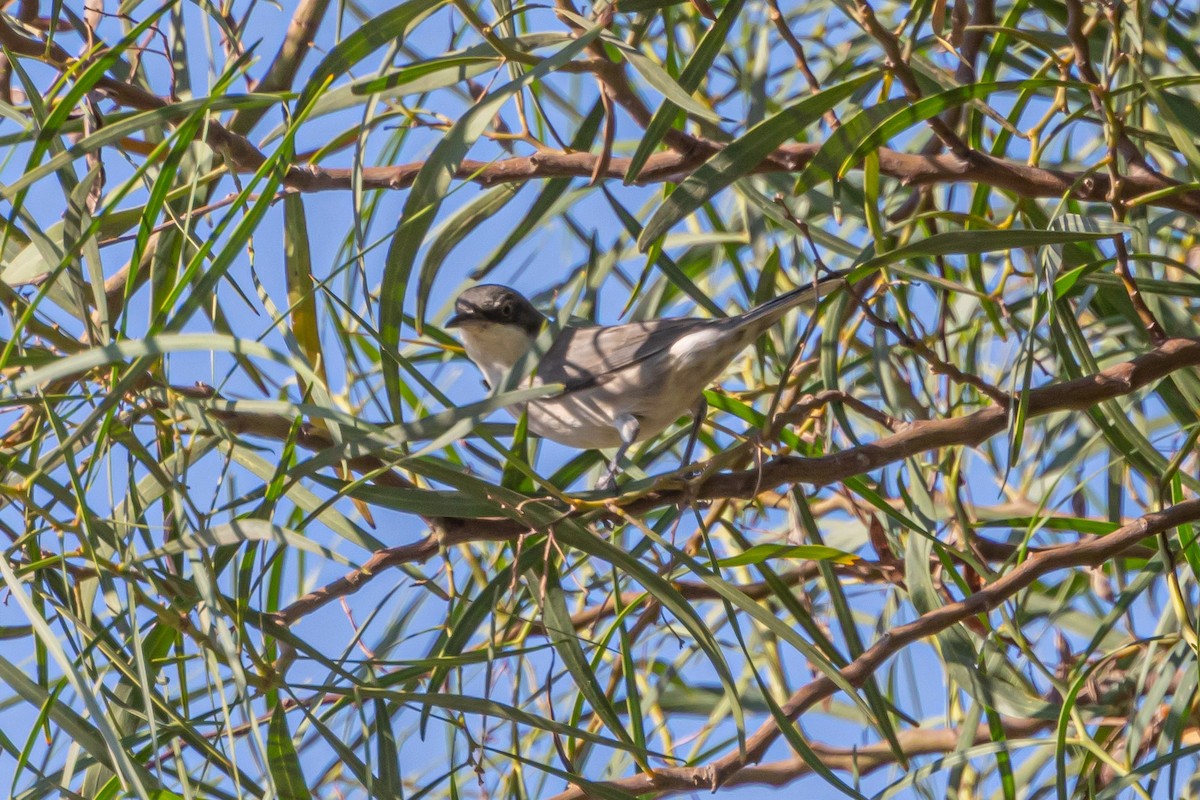 סבכי חורש - ML622532636