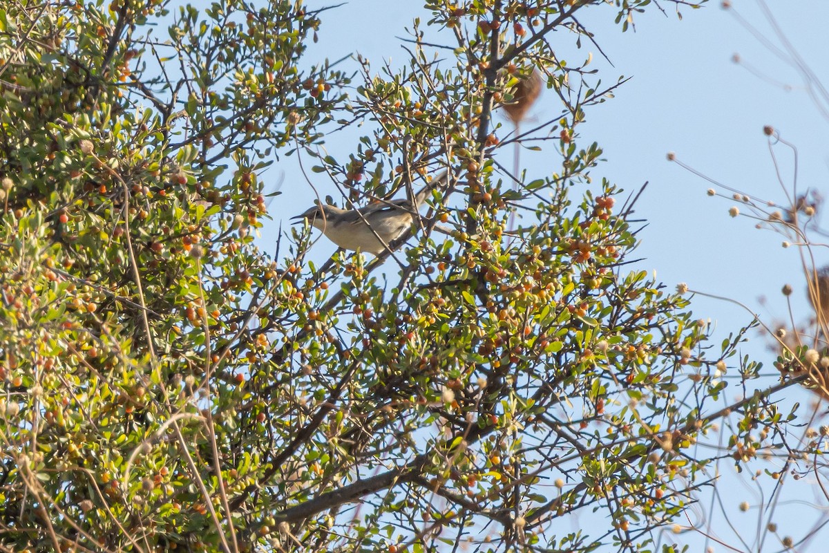 Eastern Orphean Warbler - Oren Shatz