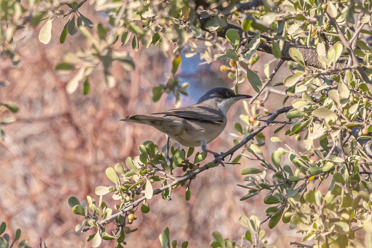 סבכי חורש - ML622532638