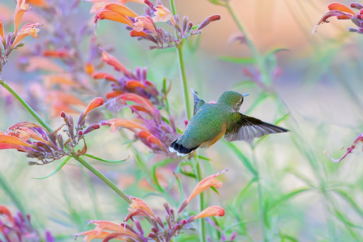 Calliope Hummingbird - ML622532823