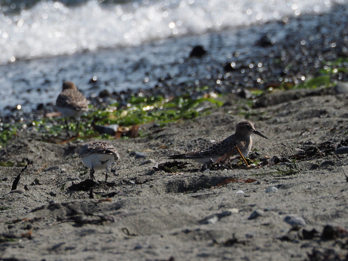 Байрдийн элсэг - ML622532826