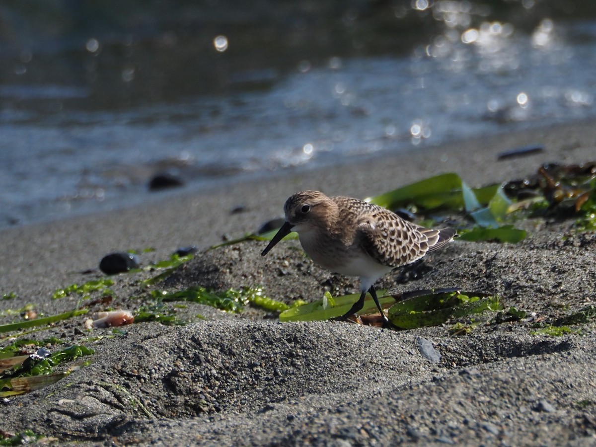 Байрдийн элсэг - ML622532828