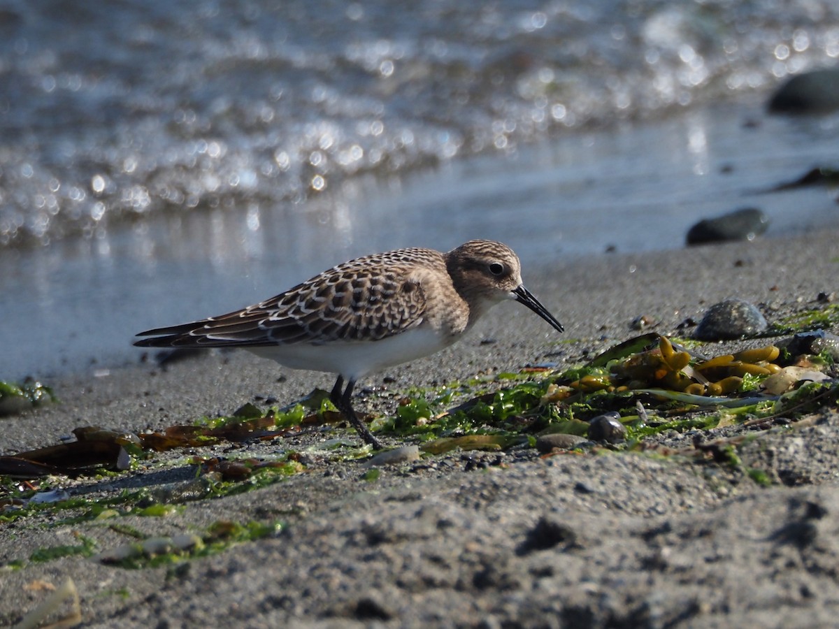 Байрдийн элсэг - ML622532846