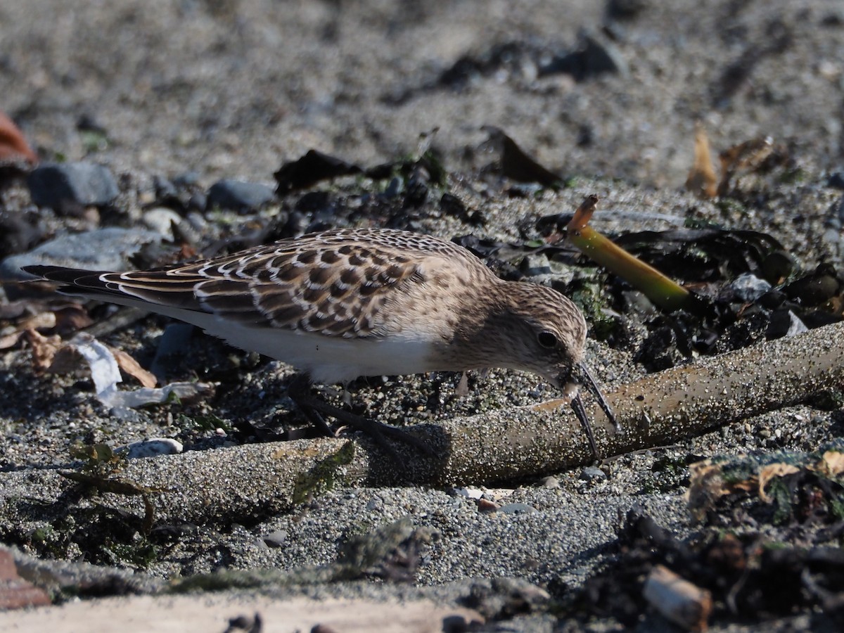 Байрдийн элсэг - ML622532847