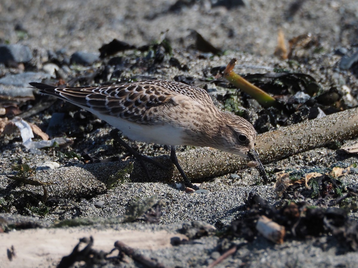 Байрдийн элсэг - ML622532848